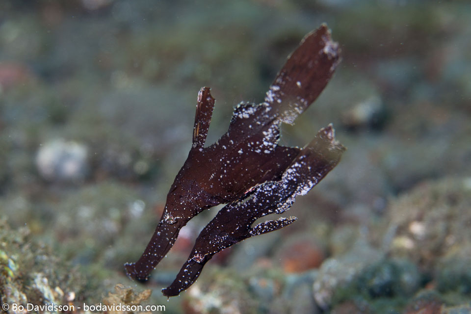 BD-130404-Tulamben-9888-Solenostomus-cyanopterus.-Bleeker.-1854-[Ghost-pipefish].jpg
